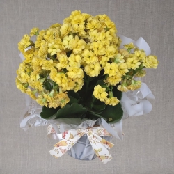 Kalanchoe / Calandiva (enfeitada)